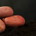 Семенной картофель из Беларуси. Картофель Манифест